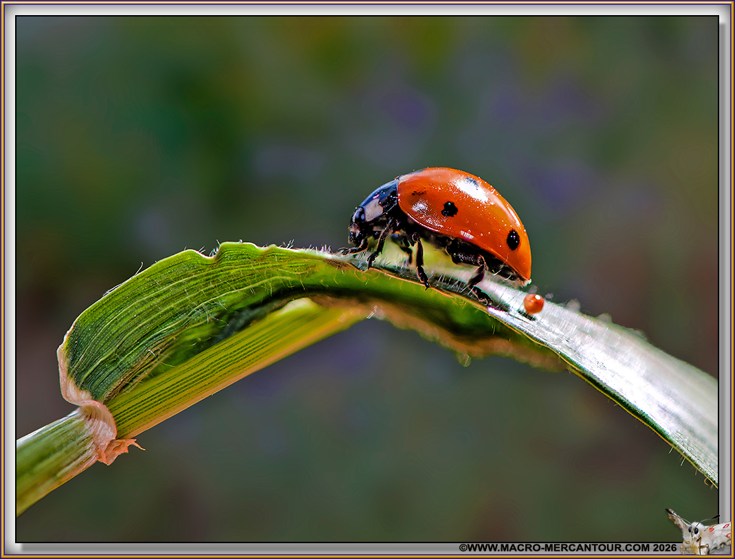 Coccinelles